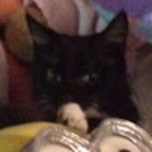 Meet your Posher, Kitten